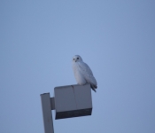 SnowyOwl 2015 01 18 004
